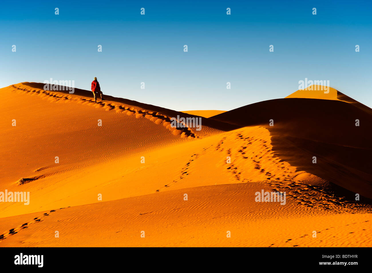 Tourist climbing Sossusvlei red dune, Namib Naukluft National Park ...