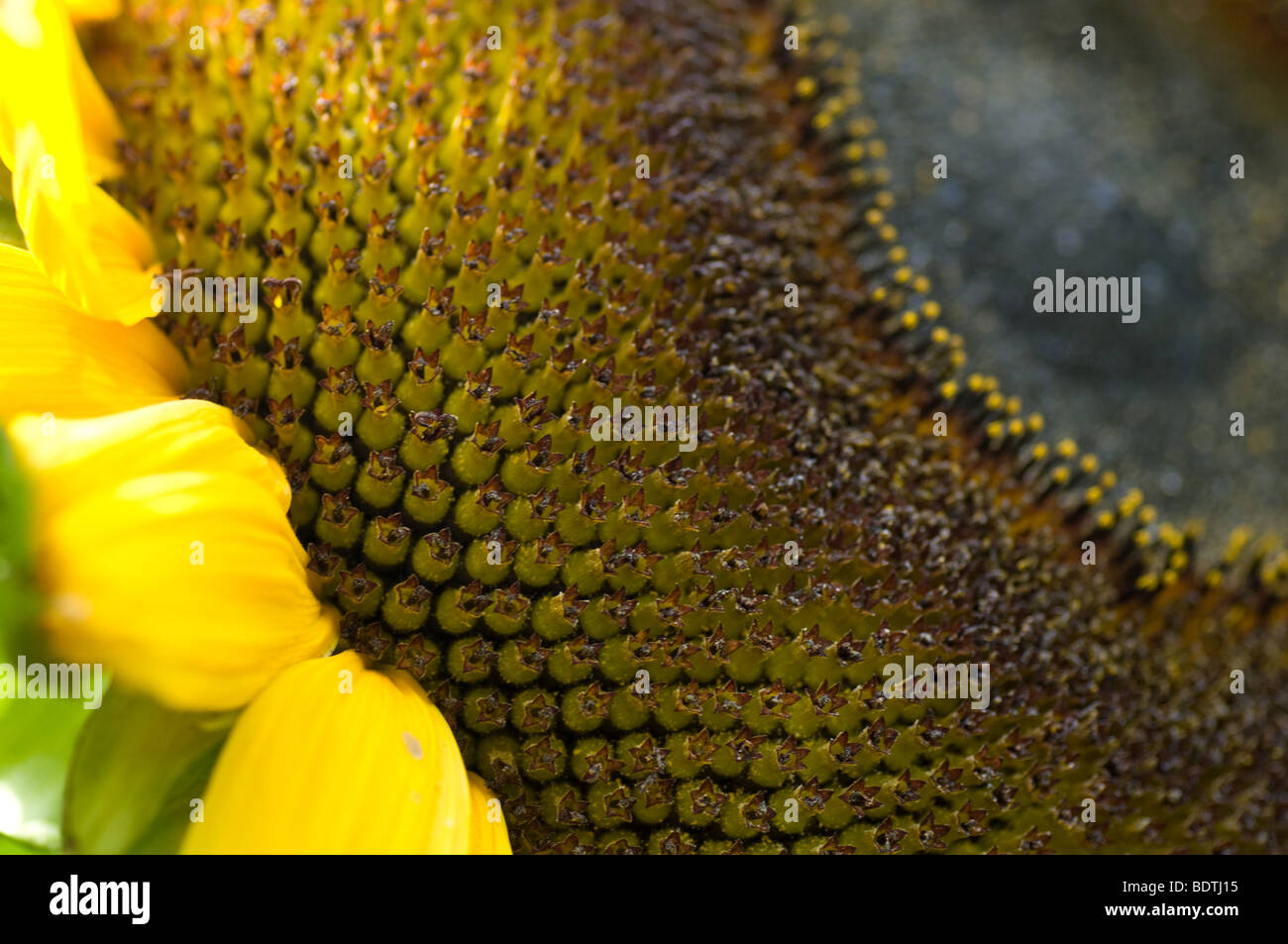 Sunflower detail with seed head Stock Photo