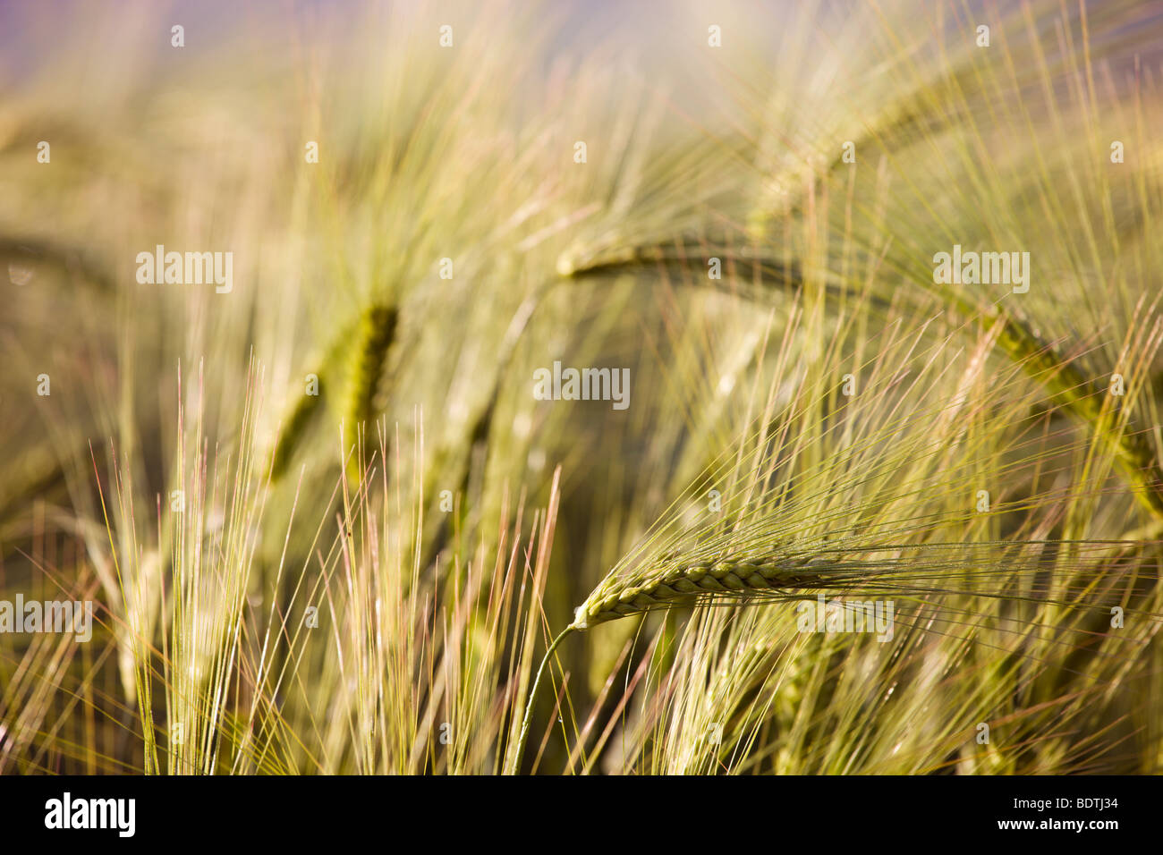 Golden ripened barley growing in a field in rural Devon, England. Summer (June) 2009 Stock Photo