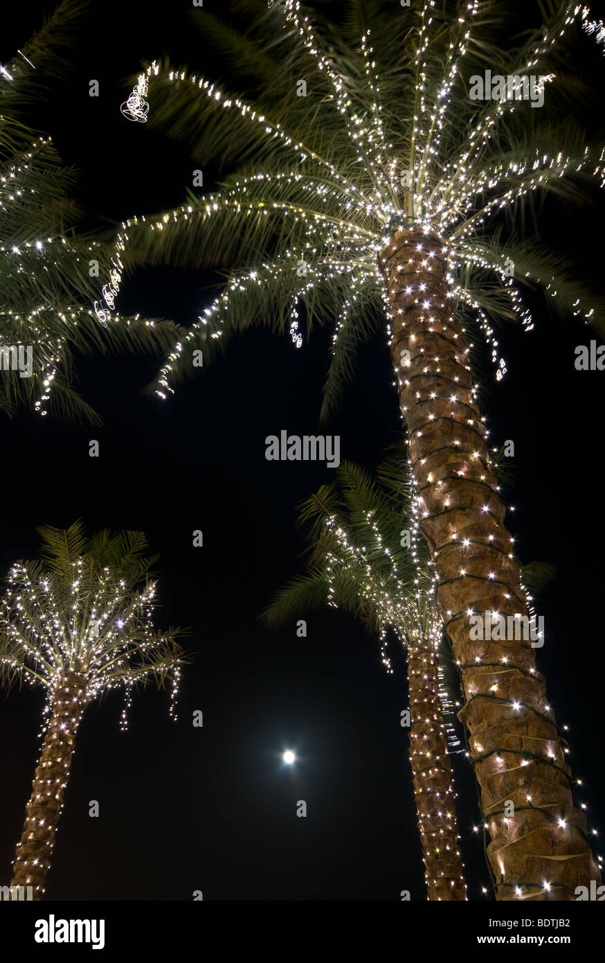 Illuminated palm trees in Dubai Stock Photo Alamy