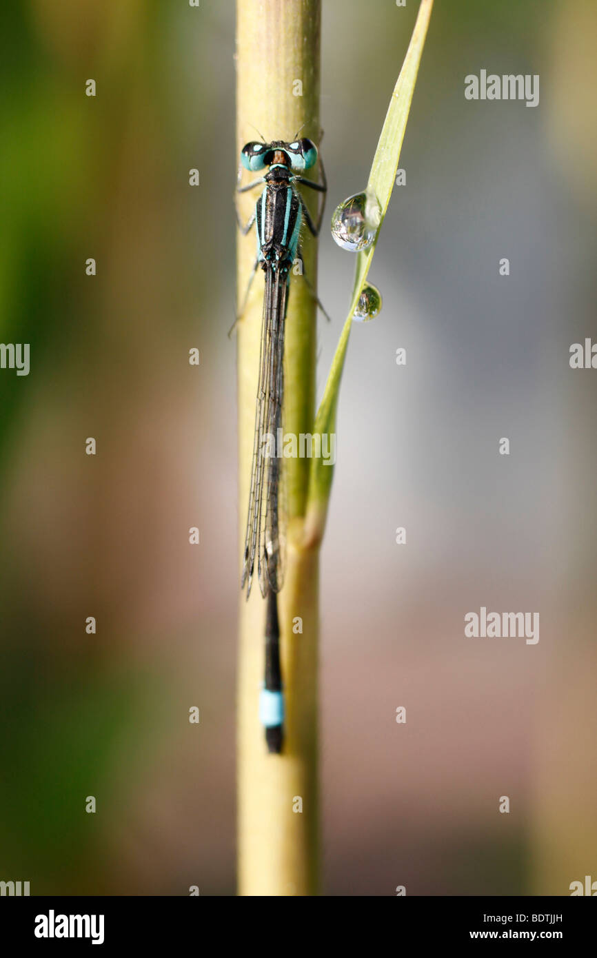 A damselfly (dragonfly) takes a break on a leaf in the wild after a ...
