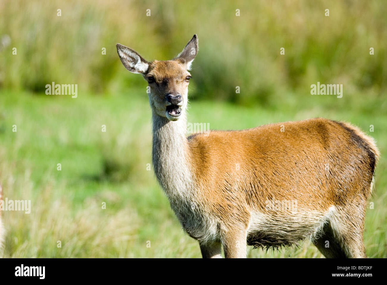 Female Red deer calling Stock Photo Alamy