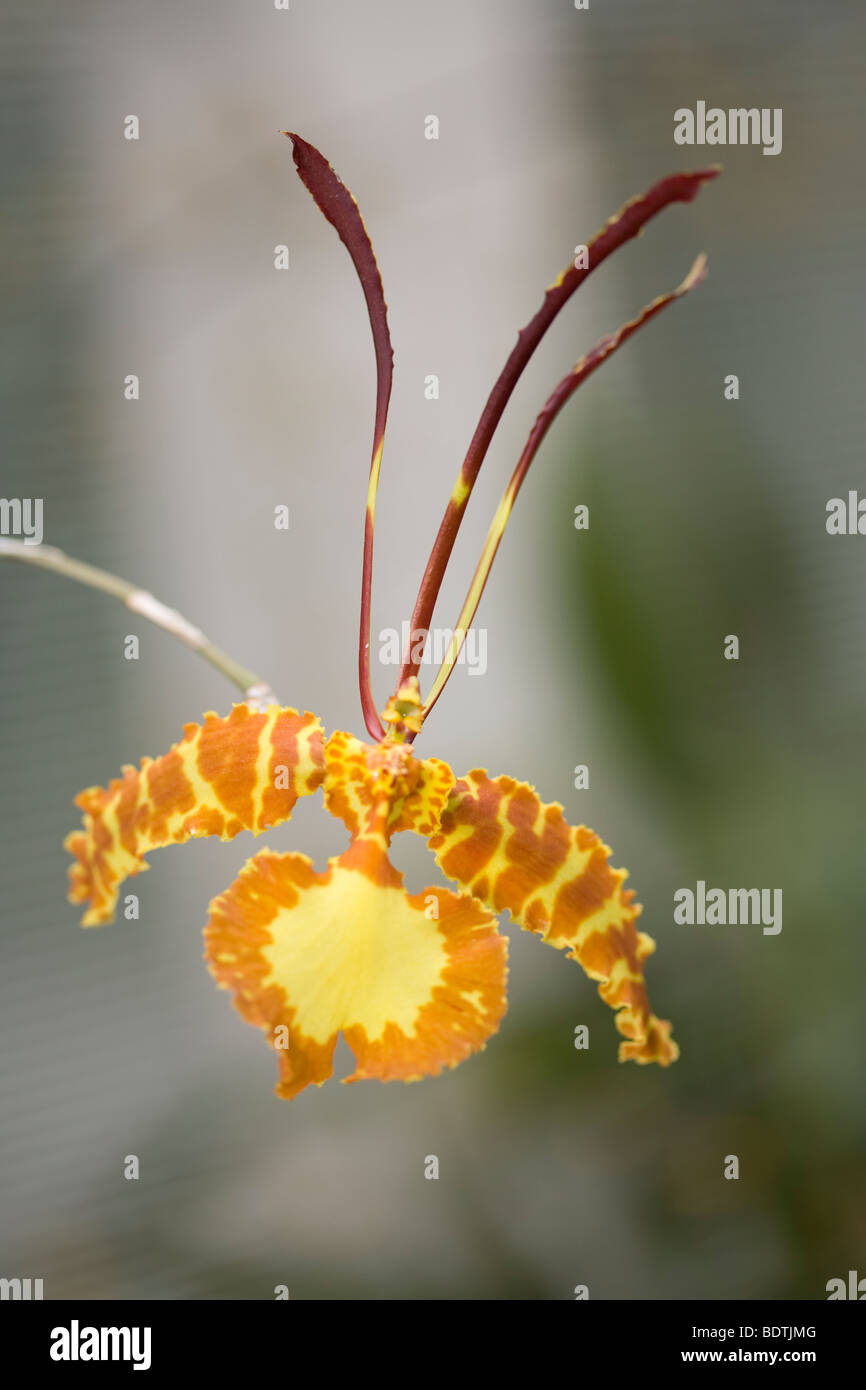 Yellow and Orange Butterfly Orchid Oncidium papilio Stock Photo