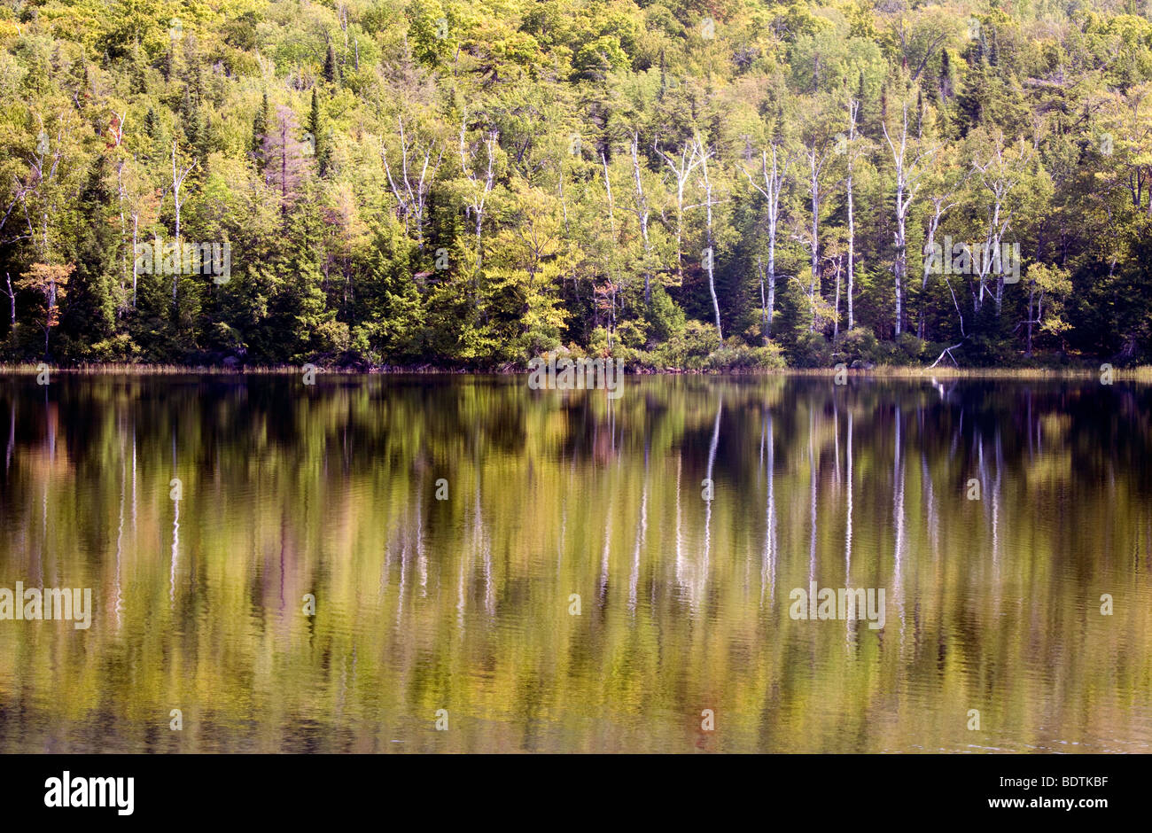 Trees reflecting off the lake hi-res stock photography and images - Alamy