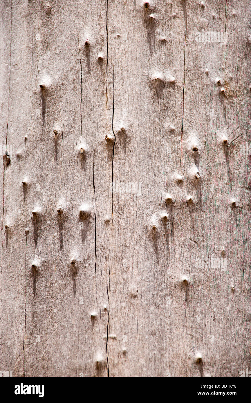 An unusual texture on an old dry tree trunk found in Carrizozo, New Mexico. Stock Photo