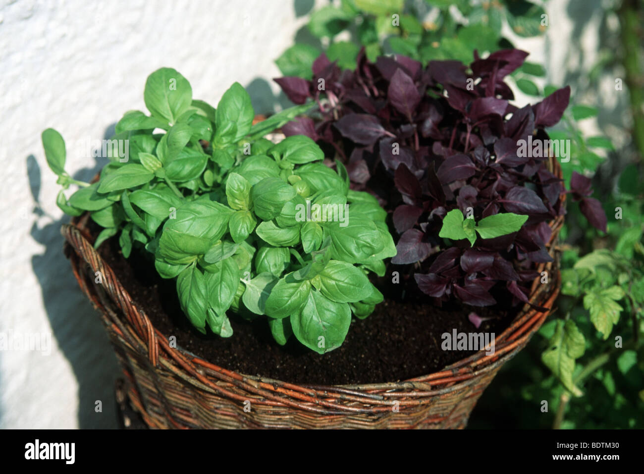 GREEN AND purple Basil in basket Stock Photo Alamy