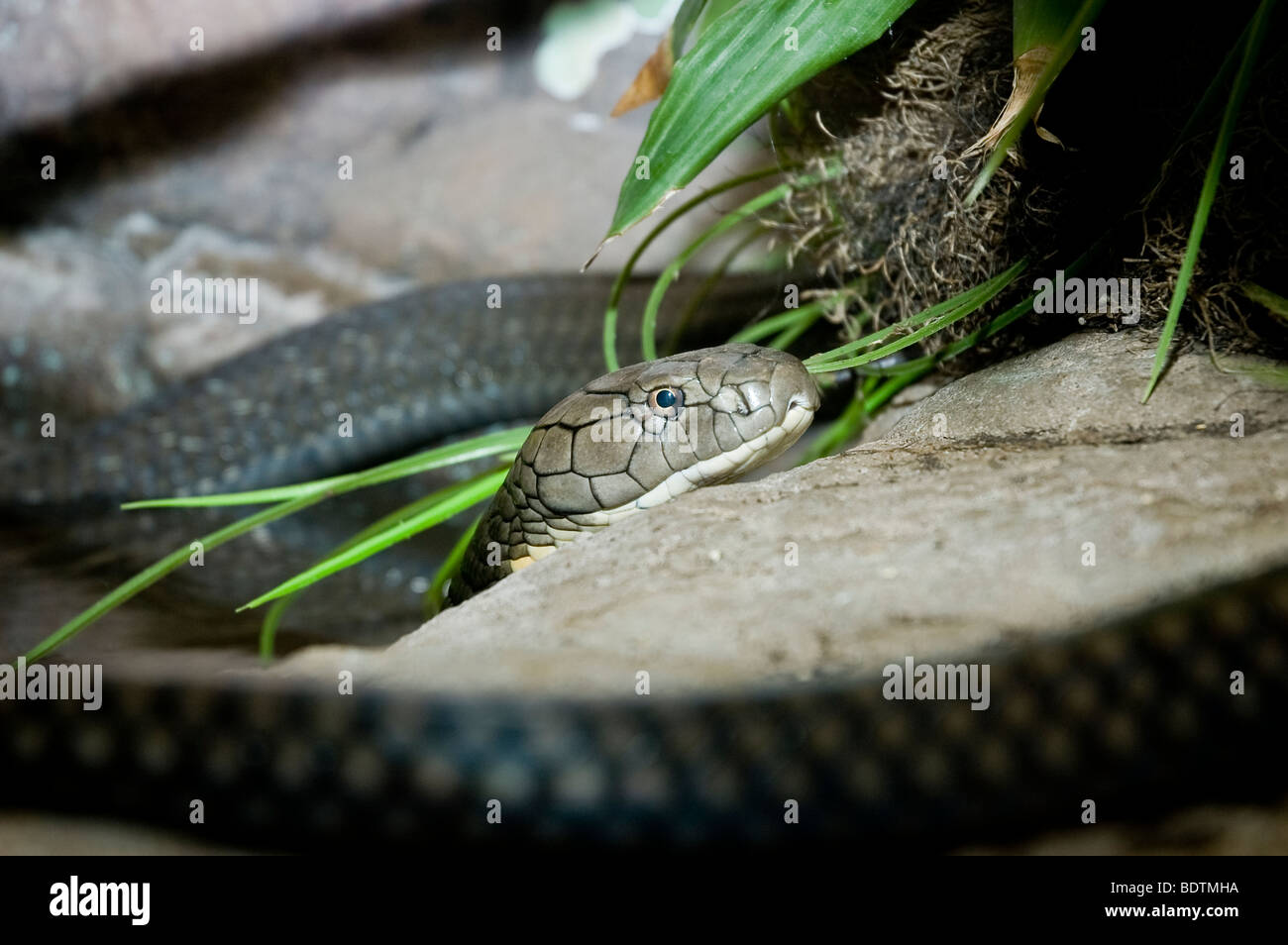A deadly, venomous King cobra head appears over a rock  - coils can be seen in front and behind Stock Photo