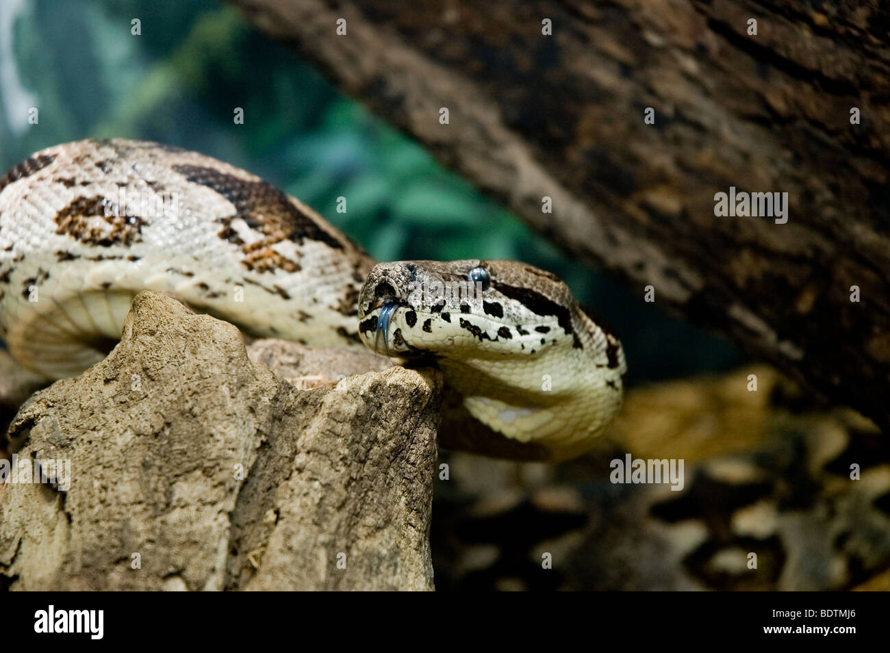 A boa constrictor with tongue out rests on a log Stock Photo