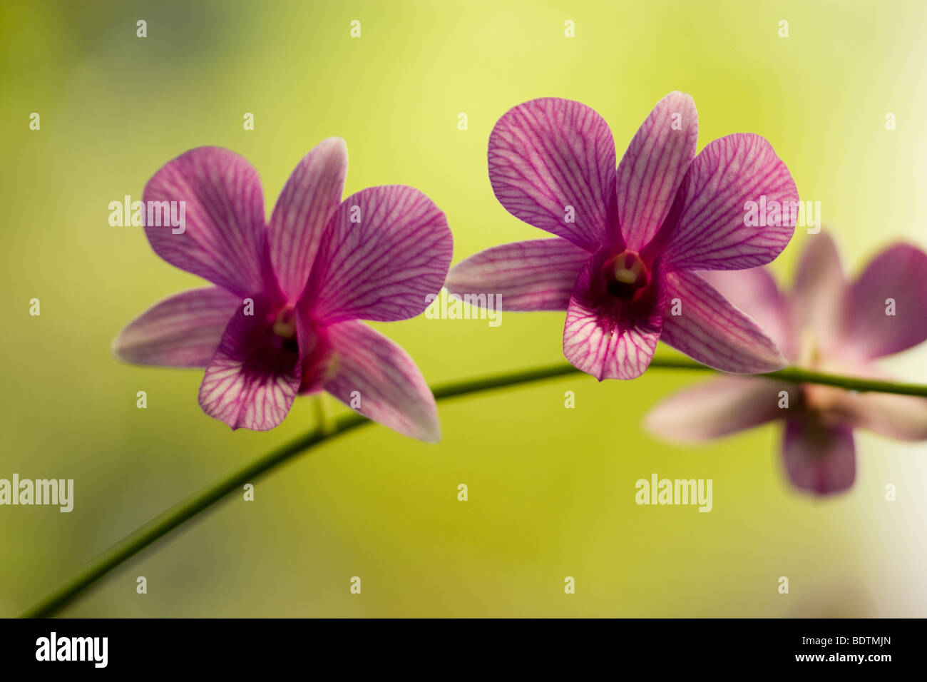 A common orchids seen in the tropical rainforest Stock Photo Alamy