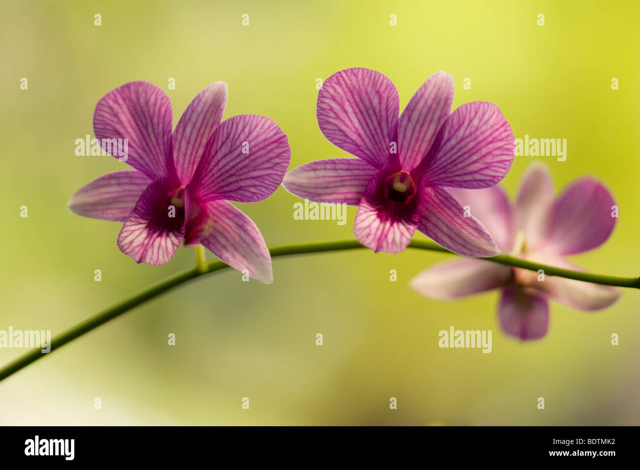 A common orchids seen in the tropical rainforest. Stock Photo