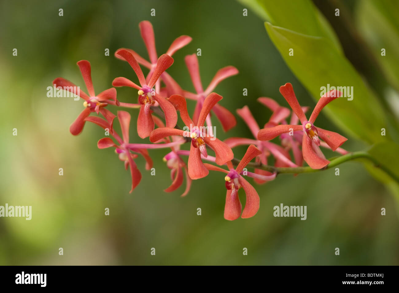 A common orchids seen in the tropical rainforest Stock Photo Alamy
