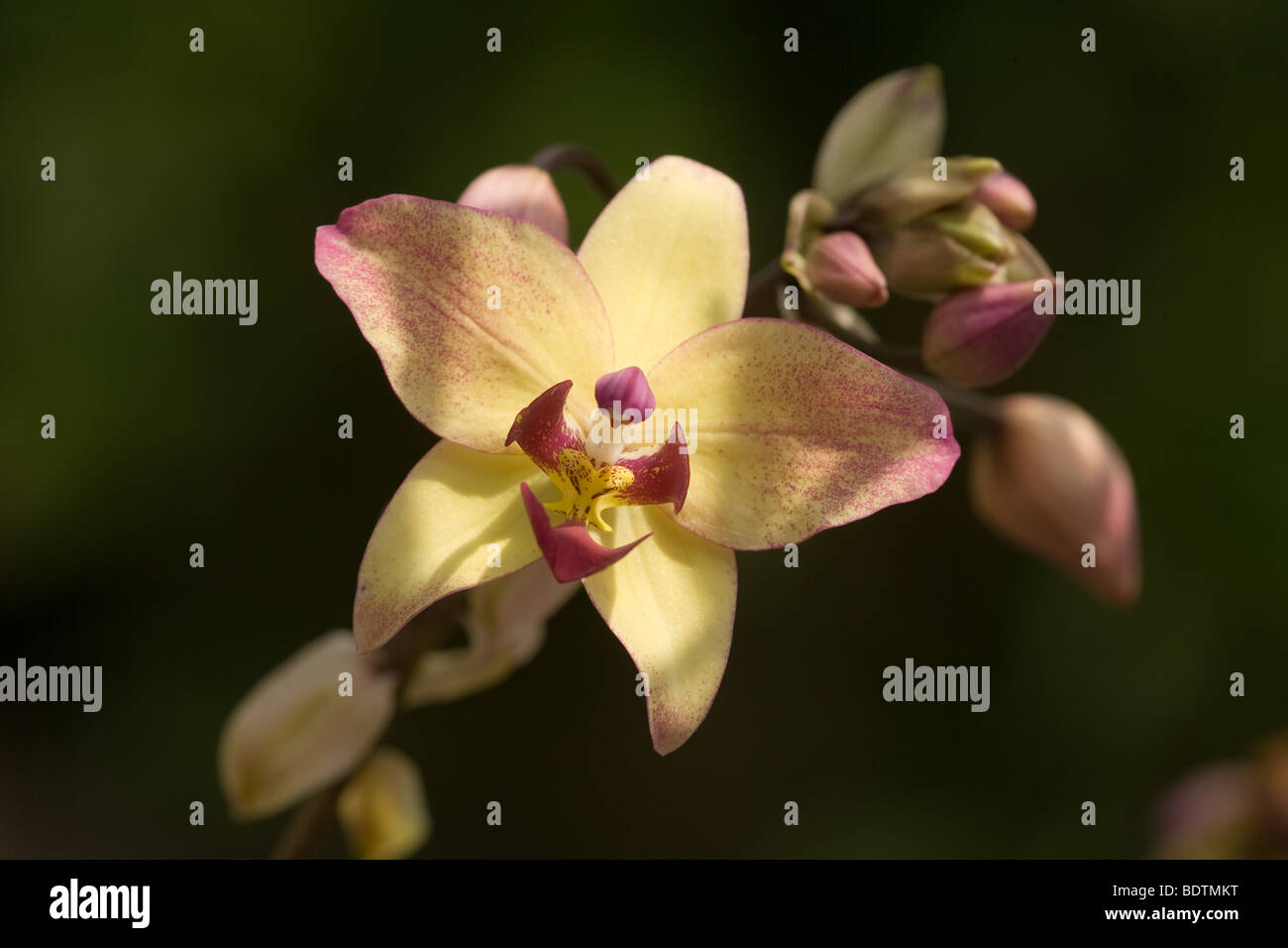 A common orchids seen in the tropical rainforest. Stock Photo