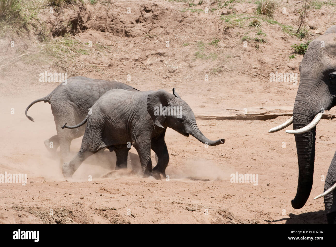 Adorable cute funny twin tiny baby African elephants excited running, stirring up dust, watched by adults at riverbank in Masai Mara Kenya Stock Photo