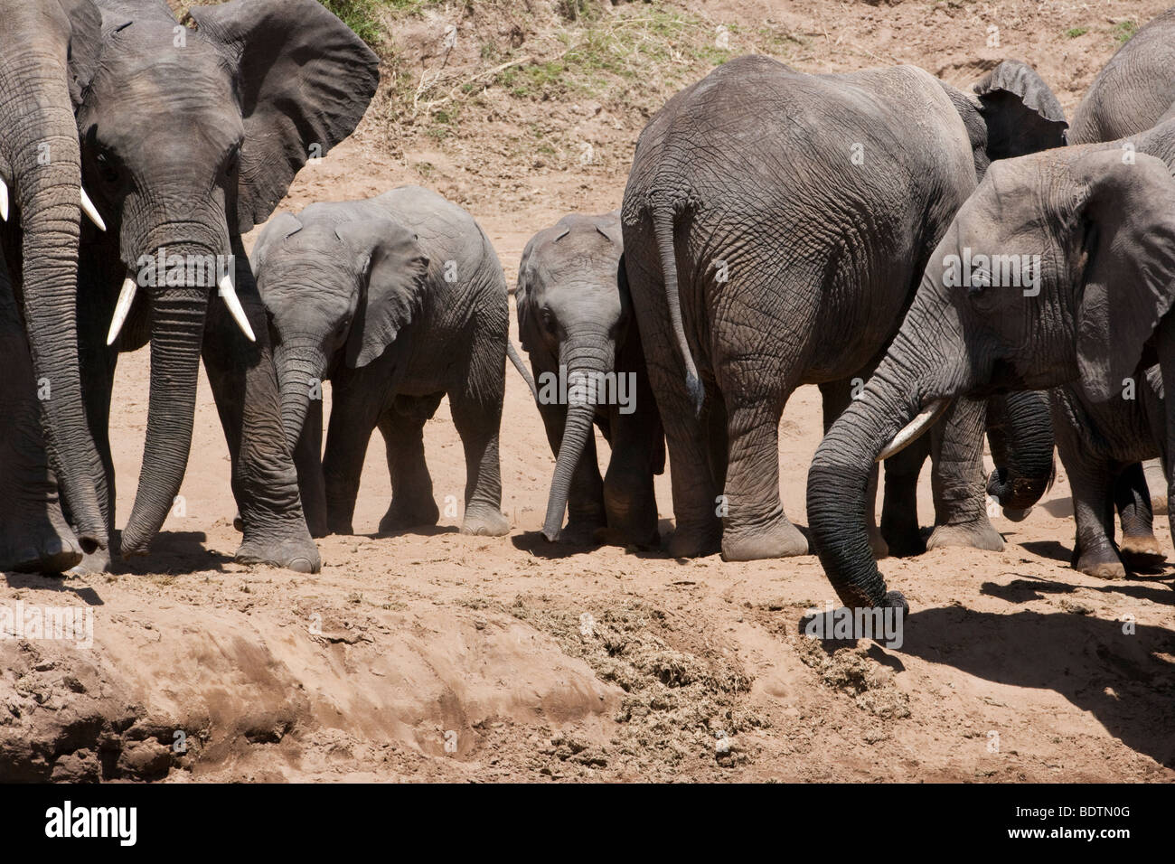 Adorably Cute twin baby African elephants leaning against their protective mother her ears out at river bank with large herd in Masai Mara of Kenya Stock Photo