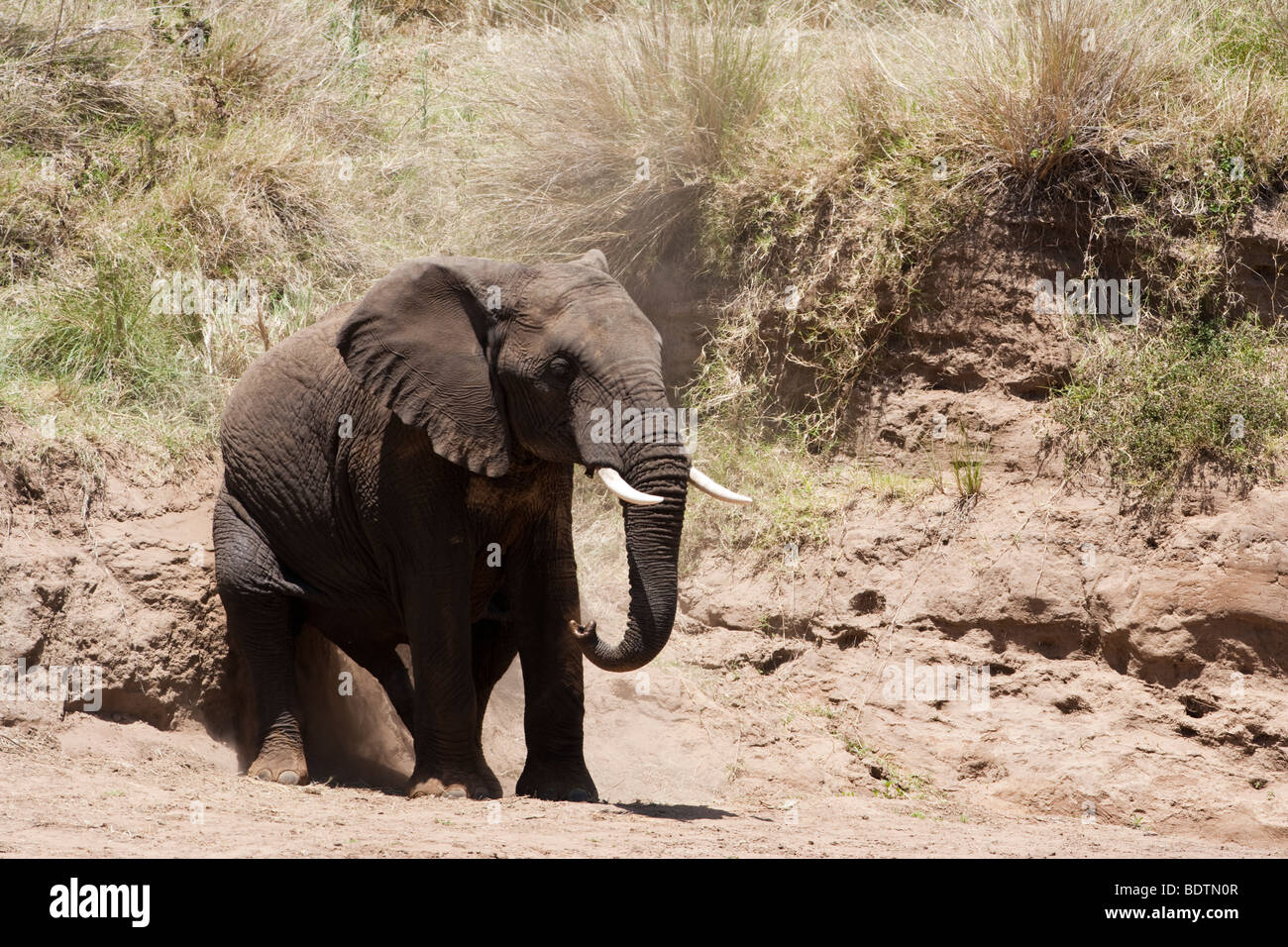 Funny male African Elephant scratching its' back side against a rock on the river bank in the Masai Mara of Kenya Stock Photo