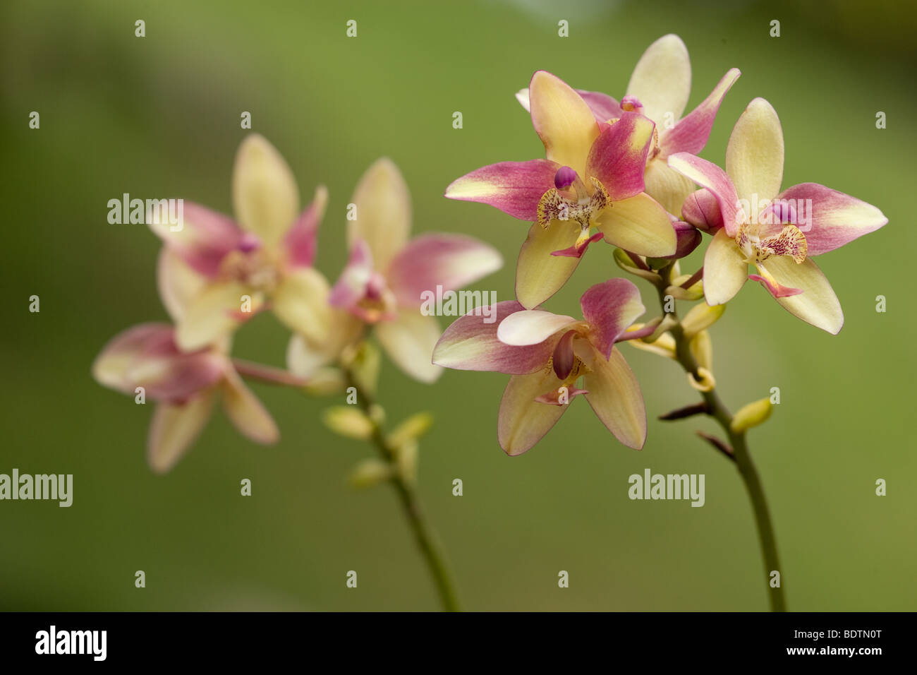 A common orchids seen in the tropical rainforest. Stock Photo