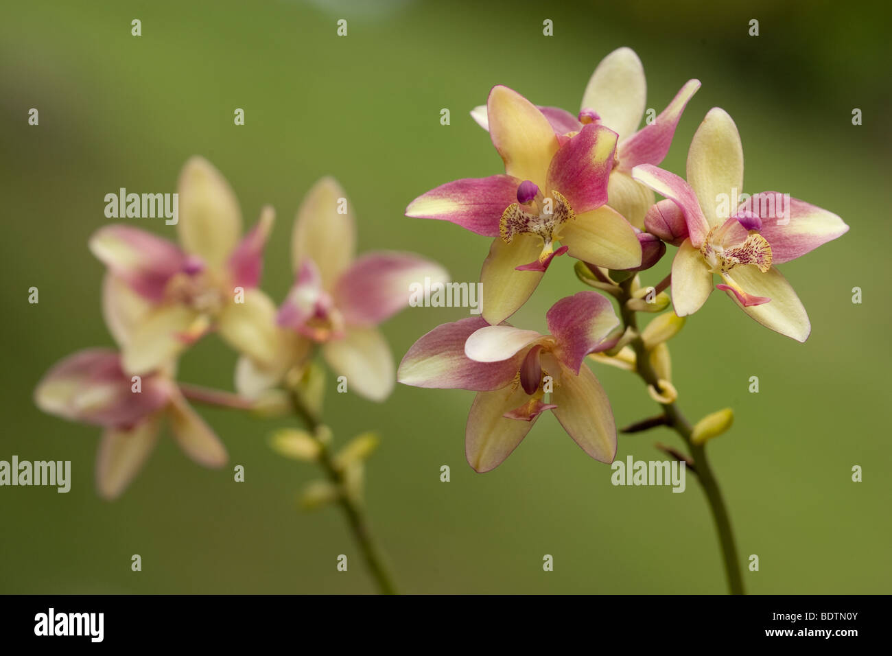A common orchids seen in the tropical rainforest Stock Photo Alamy