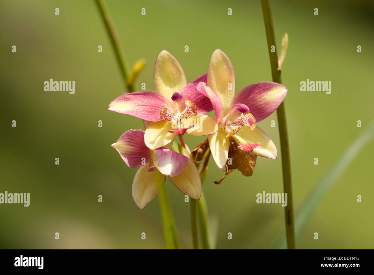 A common orchids seen in the tropical rainforest Stock Photo Alamy