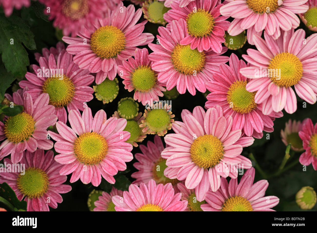 A colourfull daisy captured at Cameron Highlands. Stock Photo