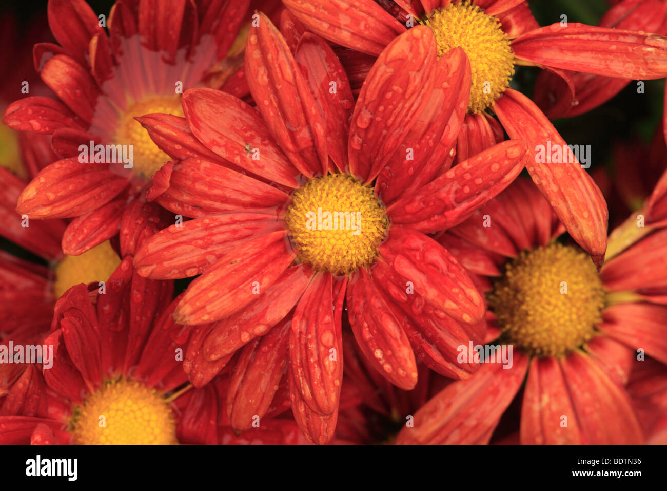 A colourfull daisy captured at Cameron Highlands. Stock Photo