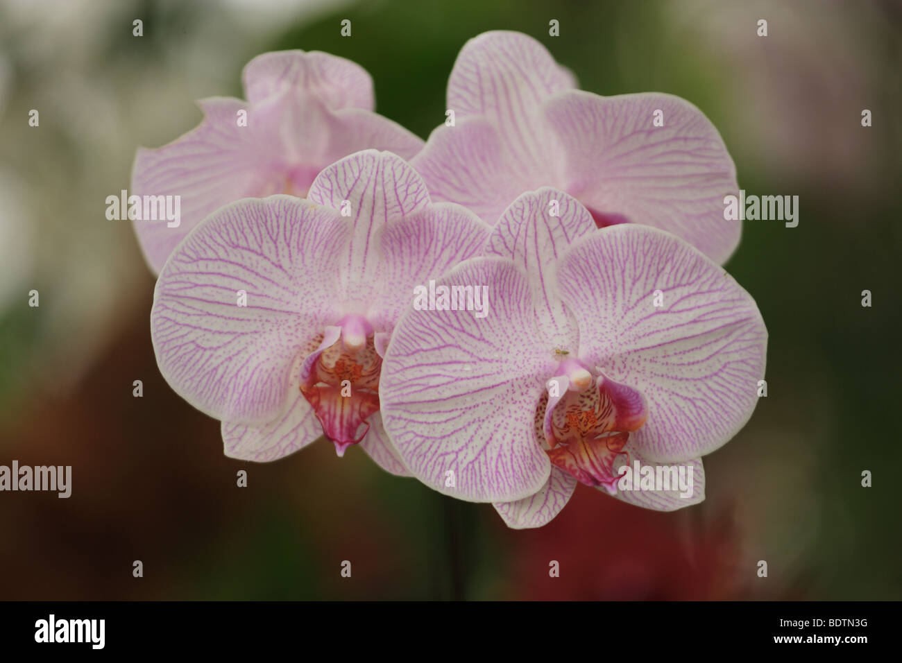 A common orchids seen in the tropical rainforest Stock Photo Alamy