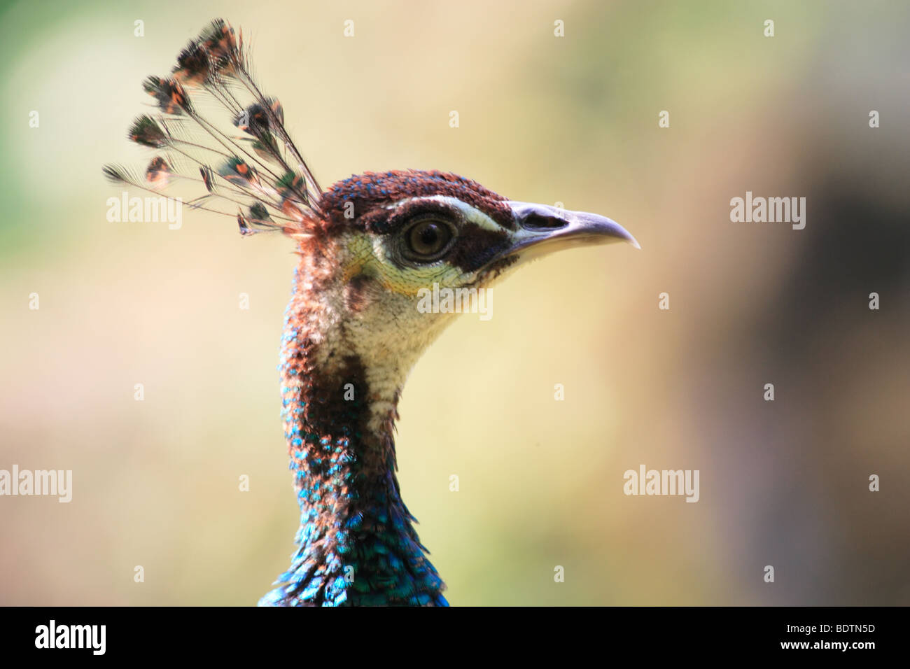 A beautiful peacocks in the tropical park Stock Photo - Alamy