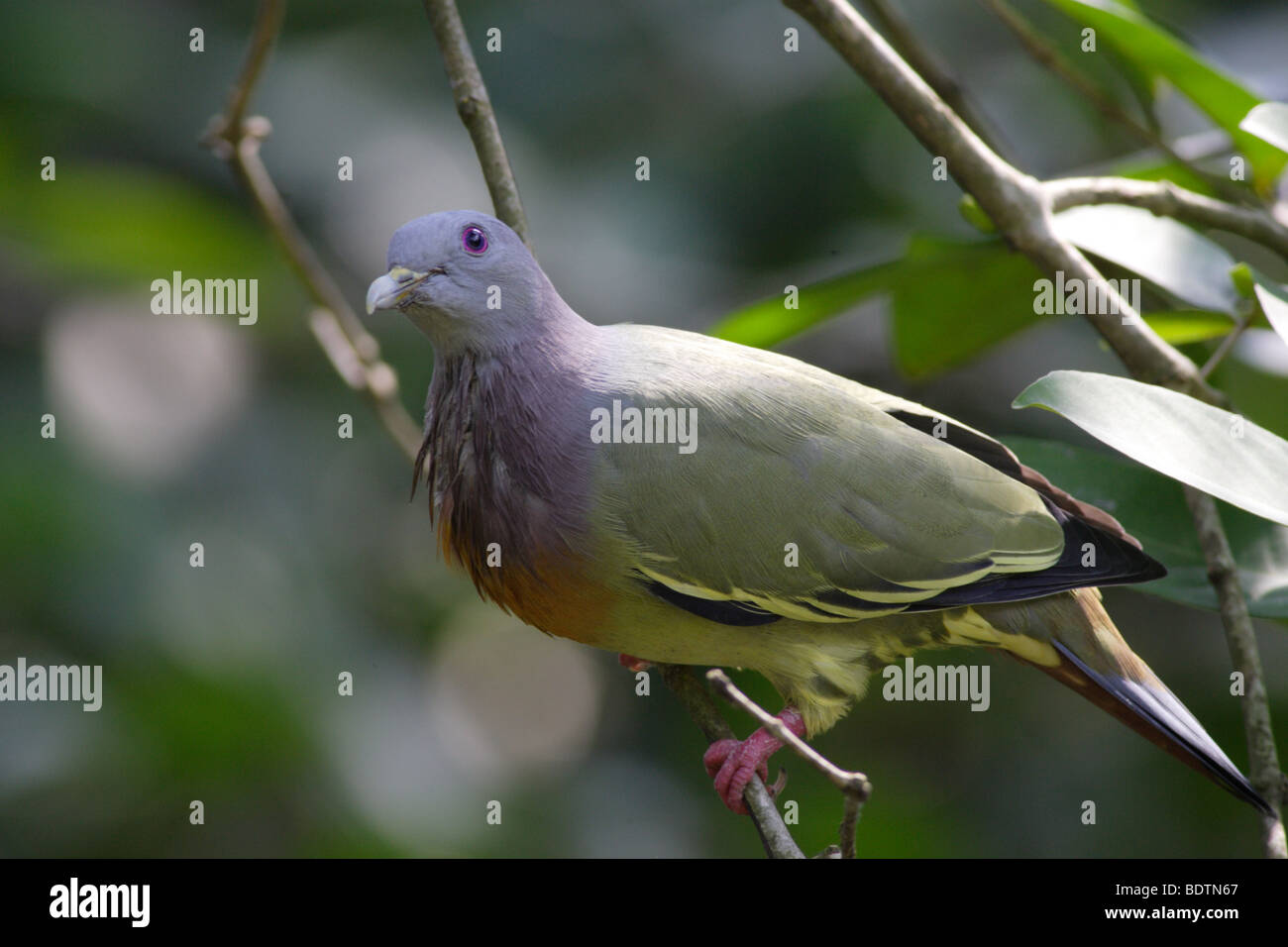 A common bird as seen in Malaysian tropical rainforests. Stock Photo