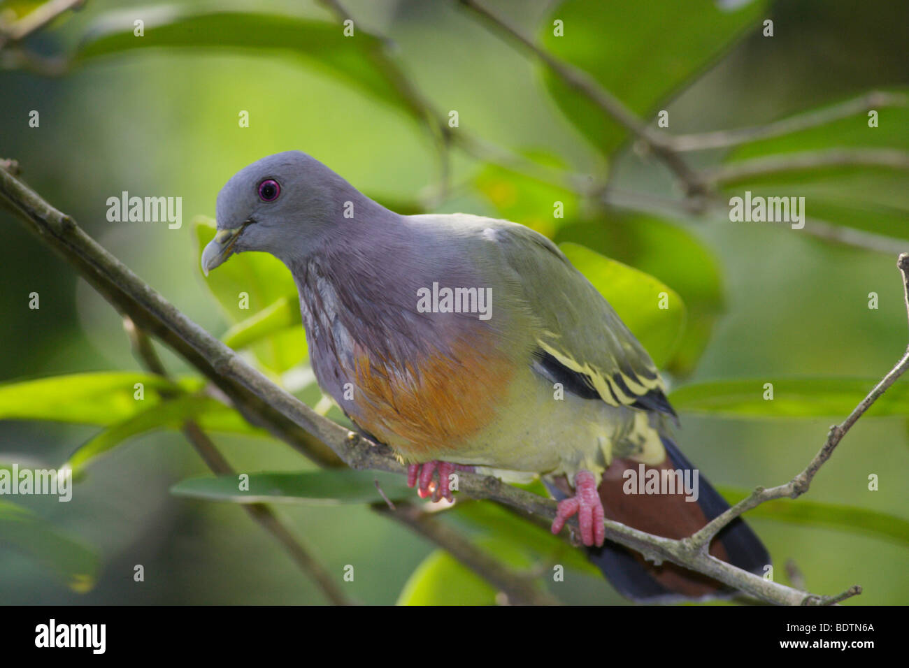 A common bird as seen in Malaysian tropical rainforests. Stock Photo