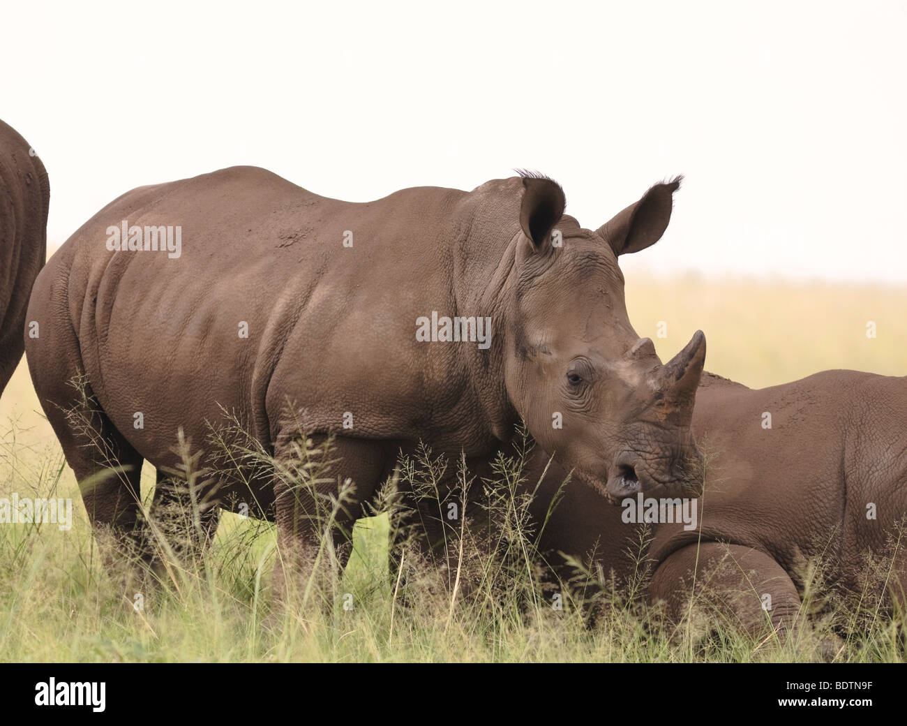 White rhinoceros (Ceratotherium simum) square-lipped rhinoceros stands in the grassland of Kruger National Park South Africa Stock Photo