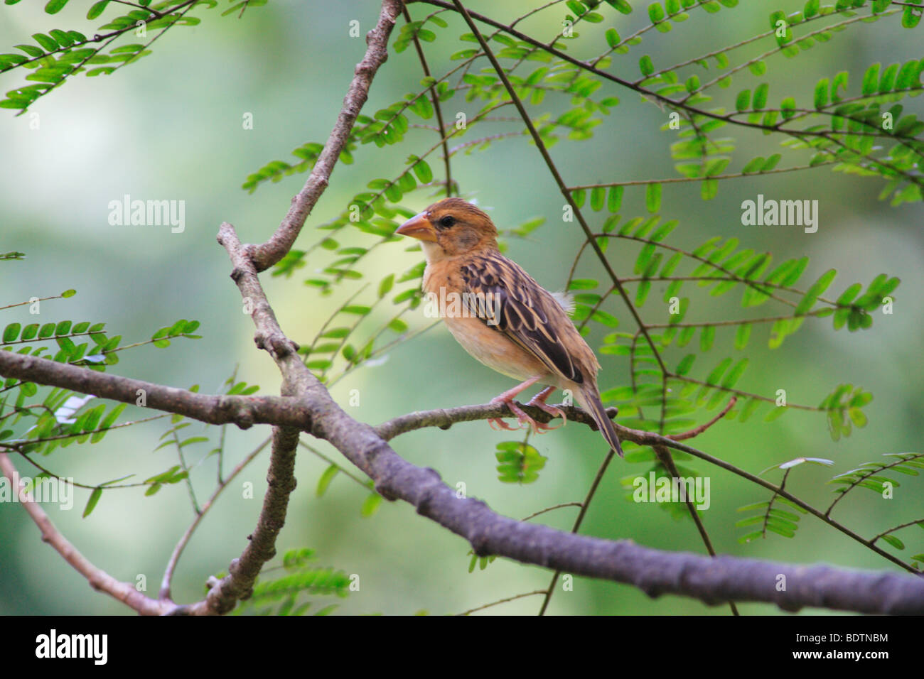 A common bird as seen in Malaysian tropical rainforest's. Stock Photo