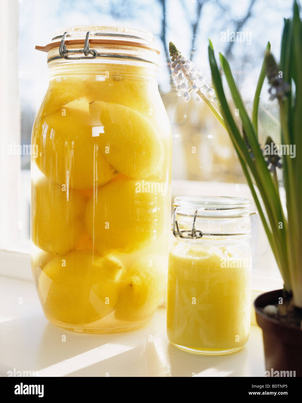 Pickled lemons in a glass jar Sweden Stock Photo Alamy