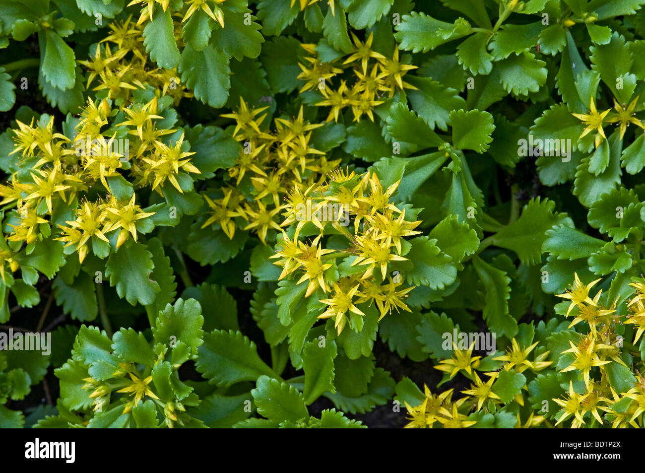 Phedimus aizoon (Phedimus aizoon) Stock Photo