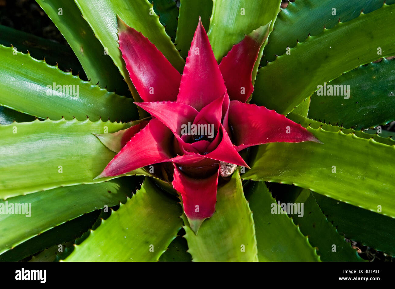 Blushing Bromeliad (Nidularium fulgens) Stock Photo
