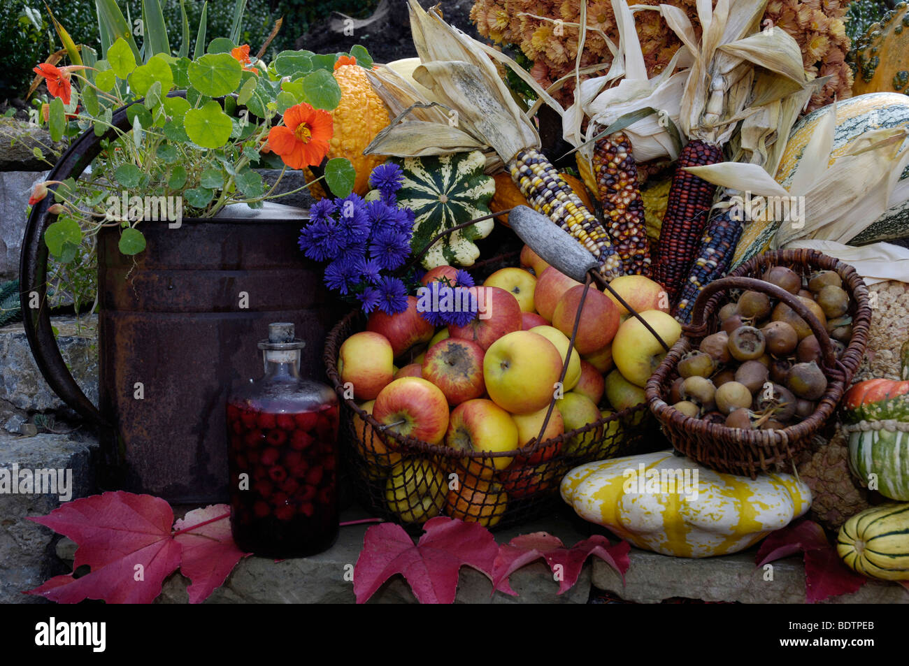 apple picking season Stock Photo Alamy