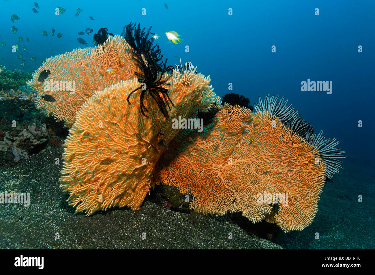 Three Sea Fan Corals (Annella mollis) with feather stars, sea fan, sandy ground, Bali, Lesser Sunda Islands, Bali Sea, Indonesi Stock Photo