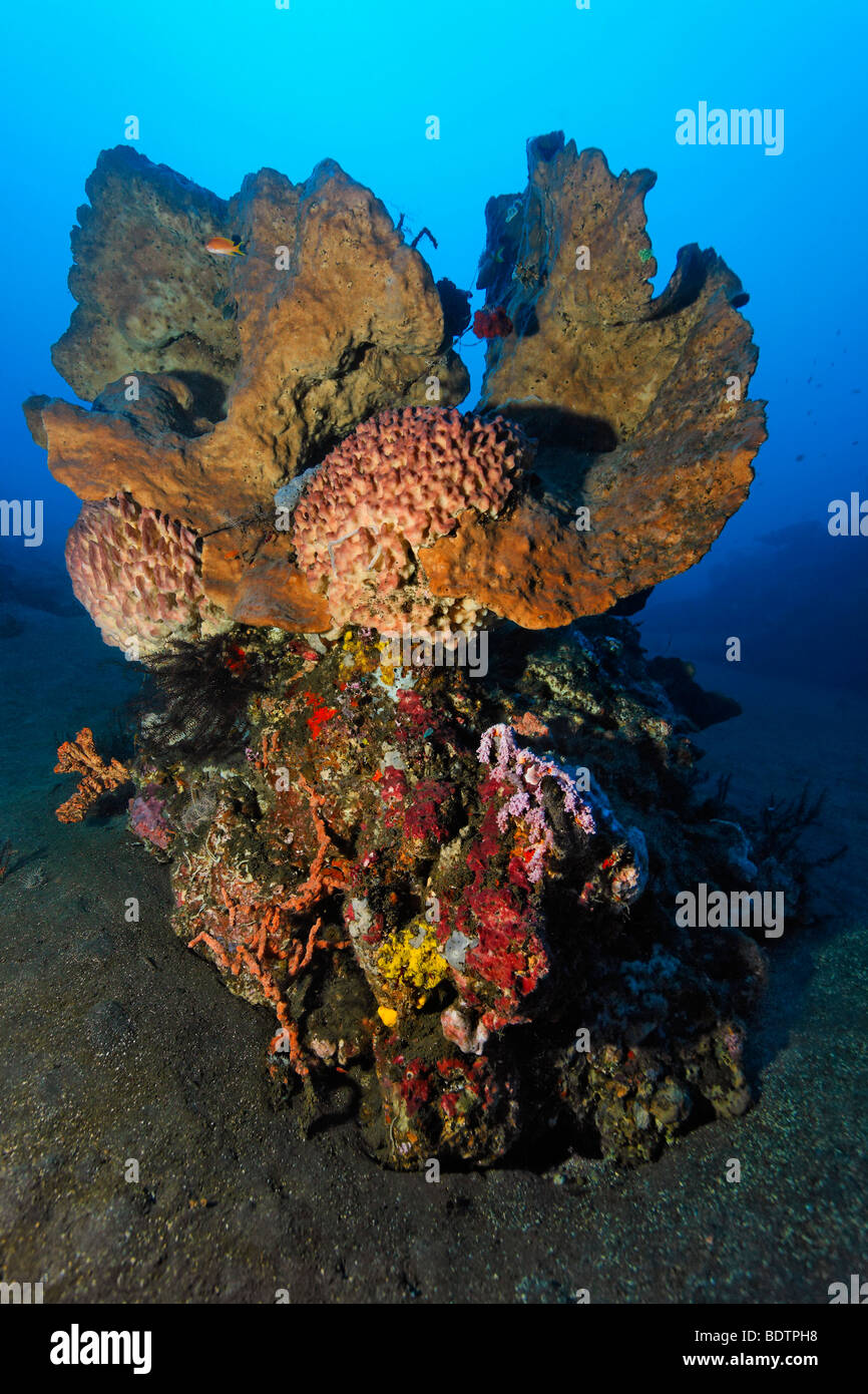 Block of corals, various kinds of sponges, corals, feather stars, mini reef, sandy ground, Bali, Lesser Sunda Islands, Bali Sea Stock Photo