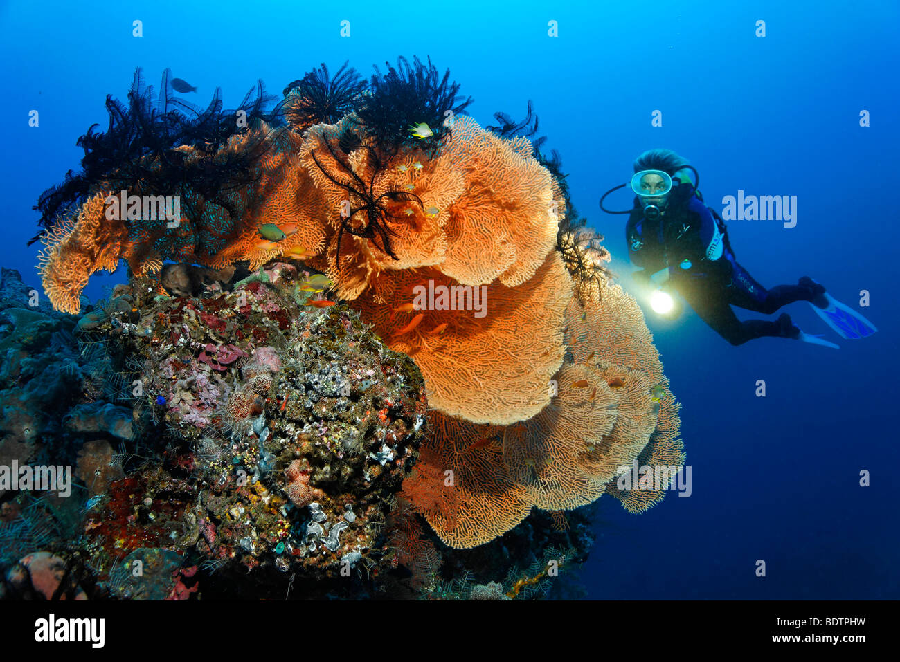 Coral fans, Sea Fans (Anella reticulata), scuba diver, feather stars, coral reef, sponge, Bali, Lesser Sunda Islands, Bali Sea, Stock Photo