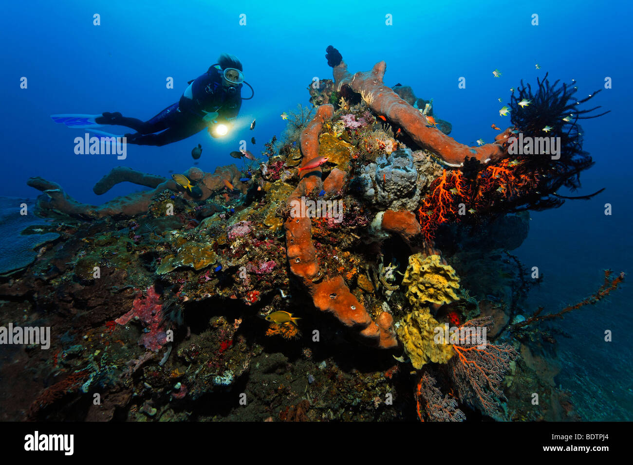 Block of corals, scuba diver, various kinds of sponges, corals, fish, feather stars, mini reef, sandy ground, Bali, Lesser Sund Stock Photo
