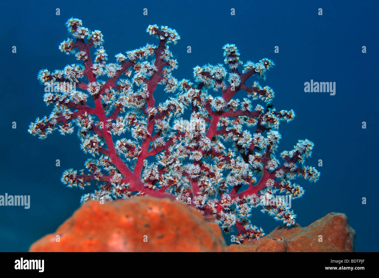 Pink Soft Coral (Siphonogorgia godeffroyi) growing on a sponge, sea fan, coral, Bali, Lesser Sunda Islands, Bali Sea, Indonesia Stock Photo