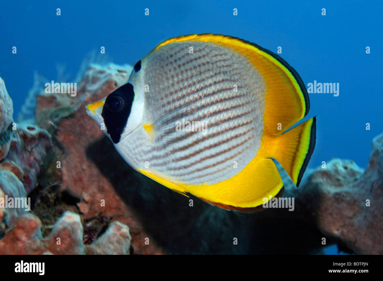 Philippine Butterflyfish (Chaetodon adiergastos) in front of sponge, Bali, Lesser Sunda Islands, Bali Sea, Indonesia, Indian Oc Stock Photo