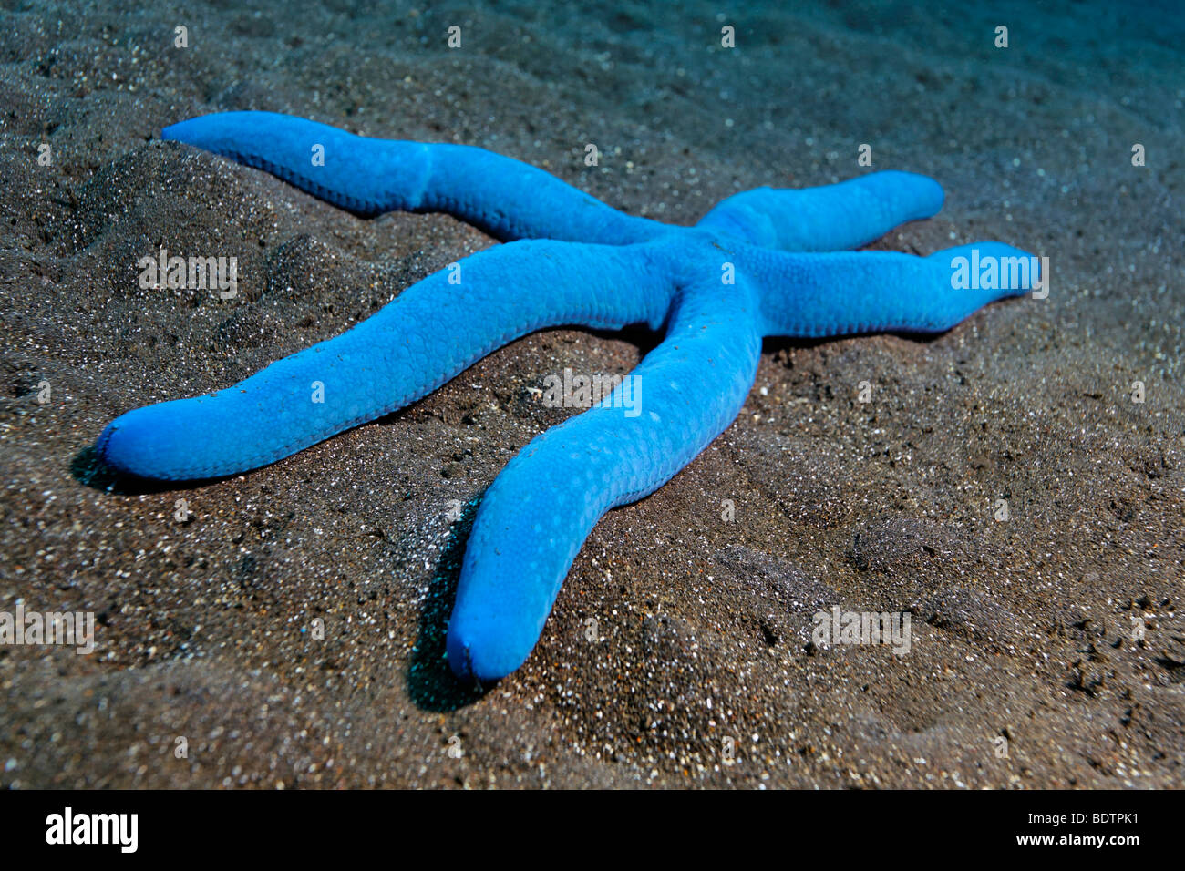 Blue Sea Star (Linckia laevigata), five arms, on sandy ground, Bali, Lesser  Sunda Islands, Bali Sea, Indonesia, Indian Ocean, A Stock Photo - Alamy