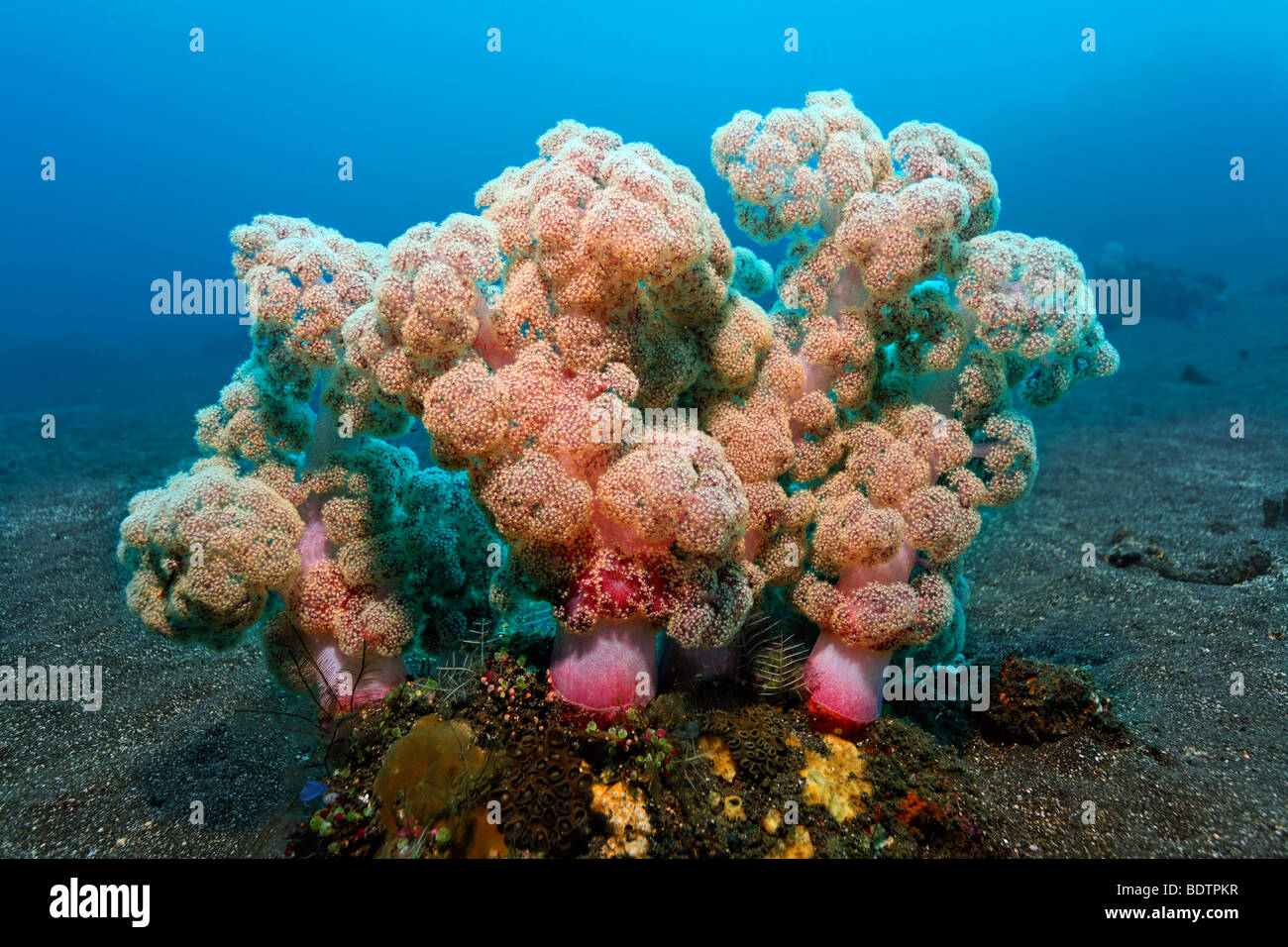 Group of Soft Corals (Dendronephthya mucronata) on sandy ground, corals, coral reef, Bali, Lesser Sunda Islands, Bali Sea, Indo Stock Photo