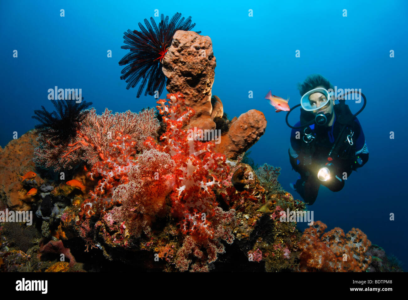 Block of corals, scuba diver, various kinds of sponges, corals, feather stars, mini reef, sandy ground, Bali, Lesser Sunda Isla Stock Photo