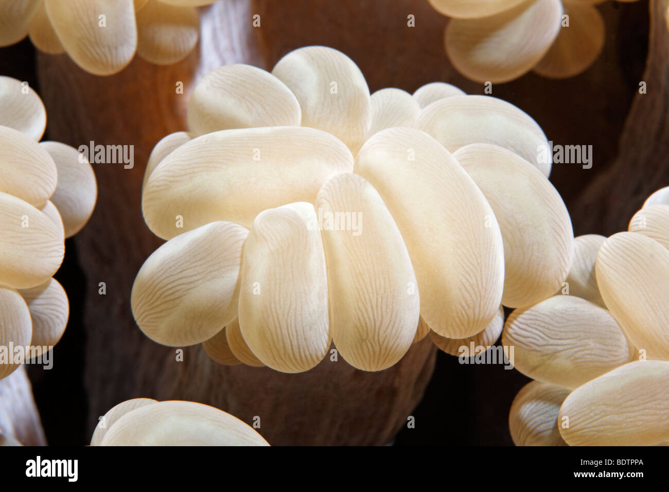 Bubble Coral (Plerogyra sinuosa), detail, nettling, dangerous, Bali, Lesser Sunda Islands, Bali Sea, Indonesia, Indian Ocean, A Stock Photo