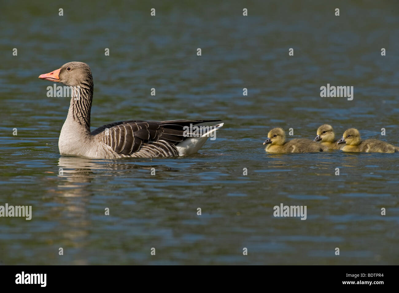 graylag geese chicks lake duemmer see germany Stock Photo