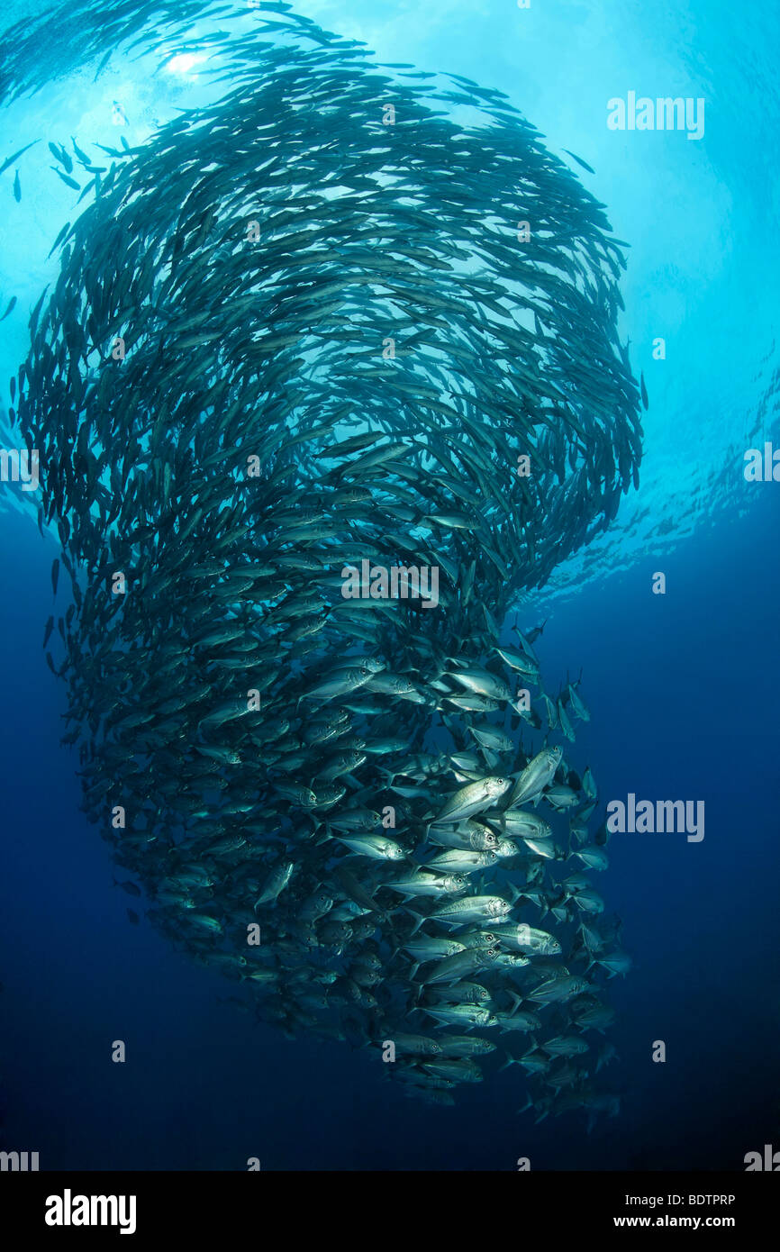 School of Bigeye trevally (Caranx sexfasciatus), scuba diver, tornado, in blue water, Tulamben, Bali, Indonesia, Indian Ocean,  Stock Photo