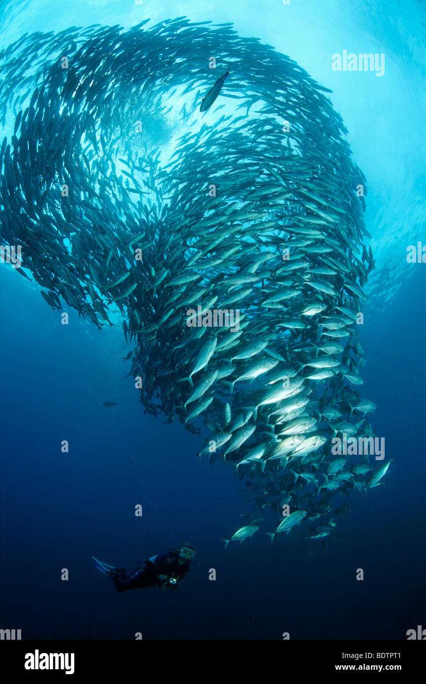 School of Bigeye trevally (Caranx sexfasciatus), scuba diver, tornado, in blue water, Tulamben, Bali, Indonesia, Indian Ocean,  Stock Photo