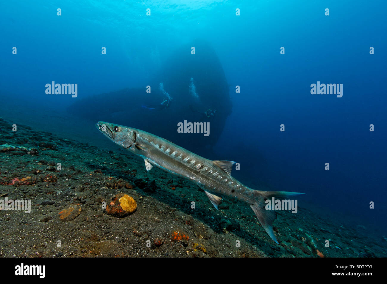 Great Barracuda (Sphyraena barracuda) in front of wreck of the Liberty, Tulamben, Bali, Indonesia, Indian Ocean, Asia Stock Photo