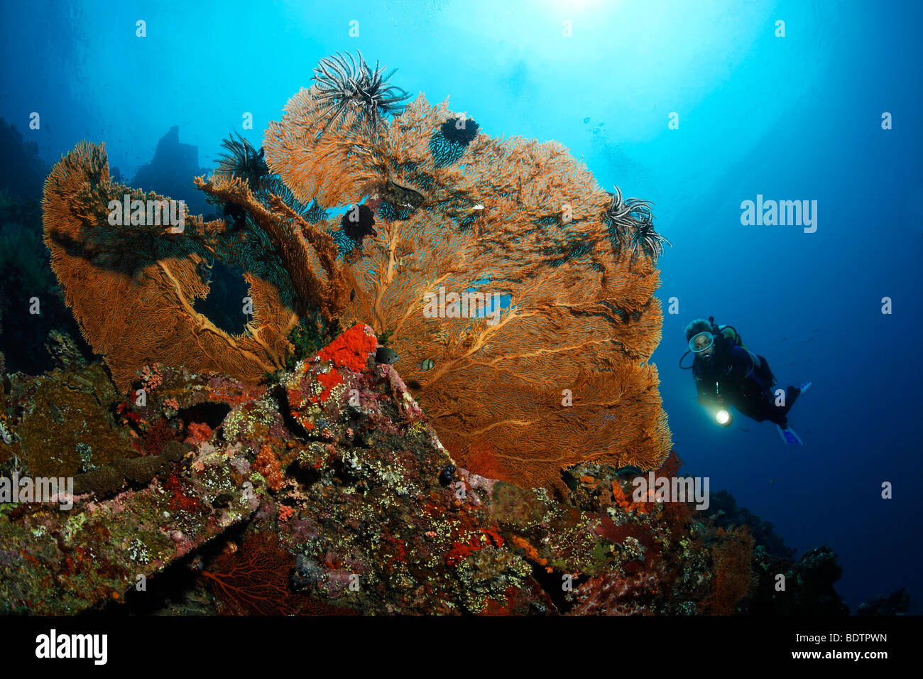 Sea Fan (Supergorgia sp.), at the wreck of the Liberty, scuba diver, Tulamben, Bali, Indonesia, Indian Ocean, Asia Stock Photo