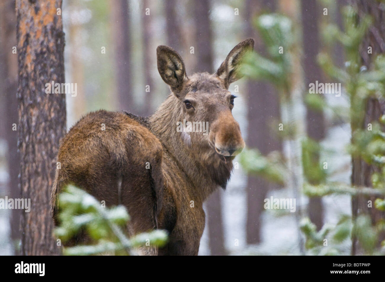 elch, alces alces, muddus nationalpark, welterbe laponia, lappland, norrbotten, schweden, elk, lapland, sweden Stock Photo